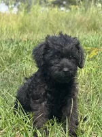 Duke, a male Miniature Schnauzer for sale in Millen, GA – 8 of 10