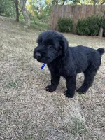 Pork Chop, a male Giant Schnauzer for sale in Millen, GA – Photo 2 of 8