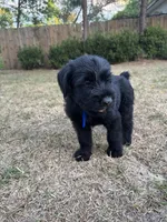 Pork Chop, a male Giant Schnauzer for sale in Millen, GA – Photo 1 of 8
