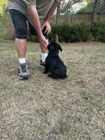 Pork Chop, a male Giant Schnauzer for sale in Millen, GA – Photo 6 of 8