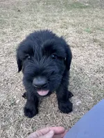 Pork Chop, a male Giant Schnauzer for sale in Millen, GA – Photo 3 of 8