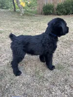 Pork Chop, a male Giant Schnauzer for sale in Millen, GA – Photo 4 of 8