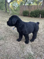 Pork Chop, a male Giant Schnauzer for sale in Millen, GA – Photo 5 of 8