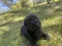 Gypsy, a female Giant Schnauzer for sale in Millen, GA – 2 of 3