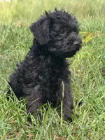 Duke, a male Miniature Schnauzer for sale in Millen, GA – 3 of 10