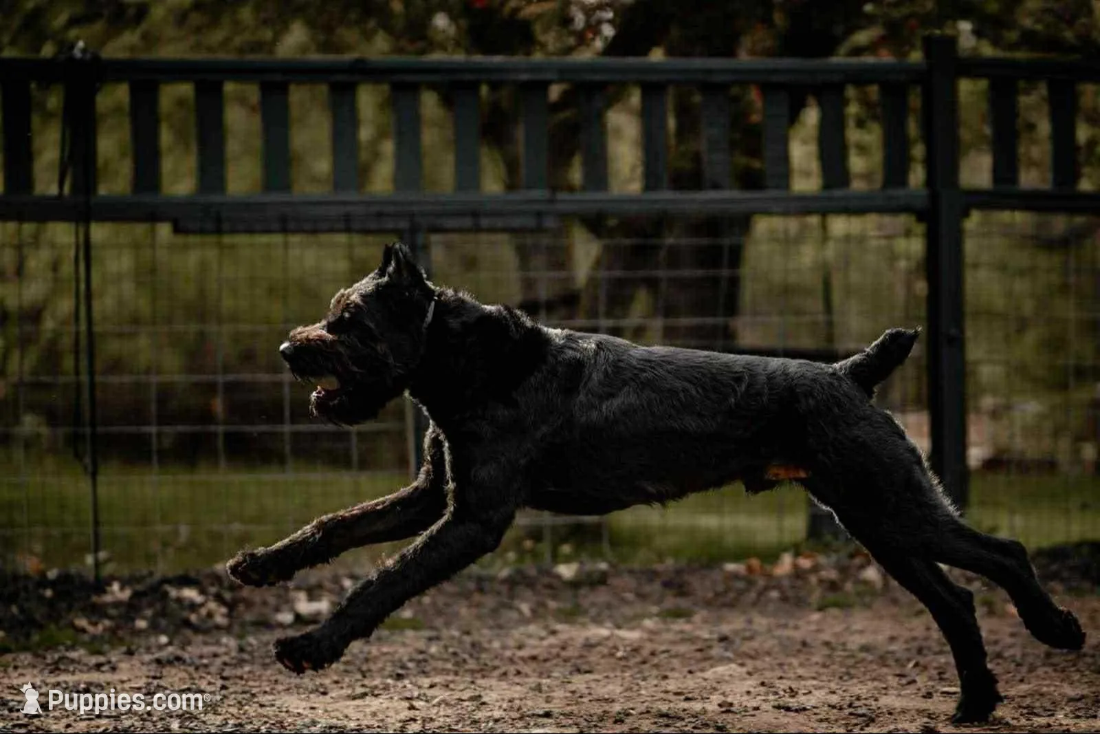 Betty Boo, a female Giant Schnauzer for sale in Millen, GA – Photo 7 of 8
