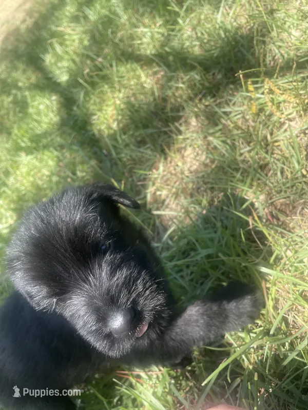Gypsy – Giant Schnauzer puppy for sale in Millen, GA