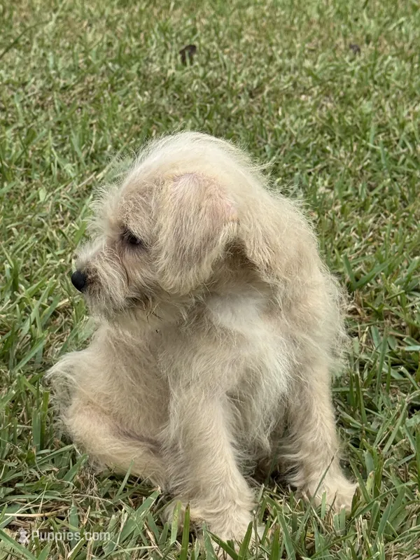 Ranger – Schnoodle puppy for sale in Millen, GA