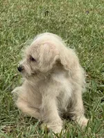 Ranger- Mini Schnoodle, a male Schnoodle for sale in Millen, GA – 1 of 10