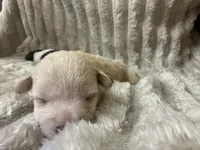 Pipper, a female Schnoodle for sale in Millen, GA – 3 of 4