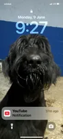 Ruby, a female Giant Schnauzer for sale in Millen, GA – 4 of 4