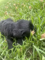 Pickles, a female Schnoodle for sale in Millen, GA – 3 of 8