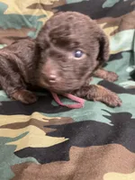 Thomas, a male Schnoodle for sale in Millen, GA – Photo 3 of 5