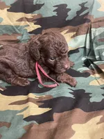 Thomas, a male Schnoodle for sale in Millen, GA – Photo 1 of 5