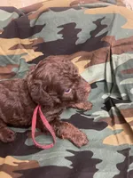 Thomas, a male Schnoodle for sale in Millen, GA – Photo 5 of 5