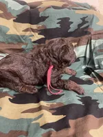 Thomas, a male Schnoodle for sale in Millen, GA – Photo 2 of 5