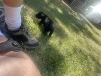 Lima, a female Giant Schnauzer for sale in Millen, GA – 2 of 4