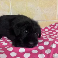 Sweet Pea, a female Giant Schnauzer for sale in Millen, GA – Photo 6 of 10