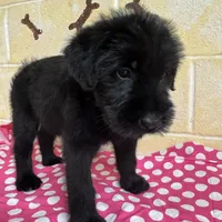 Sweet Pea, a female Giant Schnauzer for sale in Millen, GA – Photo 3 of 10