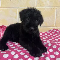 Sweet Pea, a female Giant Schnauzer for sale in Millen, GA – Photo 5 of 10