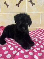 Sweet Pea, a female Giant Schnauzer for sale in Millen, GA – Photo 5 of 10