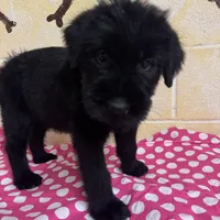 Sweet Pea, a female Giant Schnauzer for sale in Millen, GA – Photo 10 of 10