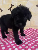 Sweet Pea, a female Giant Schnauzer for sale in Millen, GA – Photo 10 of 10