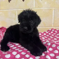 Sweet Pea, a female Giant Schnauzer for sale in Millen, GA – Photo 1 of 10