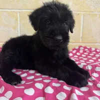 Sweet Pea, a female Giant Schnauzer for sale in Millen, GA – Photo 4 of 10