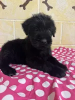 Sweet Pea, a female Giant Schnauzer for sale in Millen, GA – Photo 4 of 10
