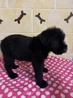 Sweet Pea, a female Giant Schnauzer for sale in Millen, GA – Photo 9 of 10