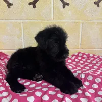 Sweet Pea, a female Giant Schnauzer for sale in Millen, GA – Photo 8 of 10