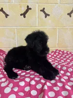 Sweet Pea, a female Giant Schnauzer for sale in Millen, GA – Photo 8 of 10