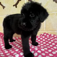 Sweet Pea, a female Giant Schnauzer for sale in Millen, GA – Photo 2 of 10