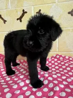 Sweet Pea, a female Giant Schnauzer for sale in Millen, GA – Photo 2 of 10