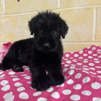 Sweet Pea, a female Giant Schnauzer for sale in Millen, GA – Photo 7 of 10