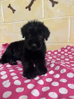 Sweet Pea, a female Giant Schnauzer for sale in Millen, GA – Photo 7 of 10