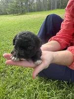 Lexi, a female Poodle - Miniature  for sale in Millen, GA – 2 of 6
