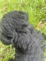 Pickles, a female Schnoodle for sale in Millen, GA – 5 of 8
