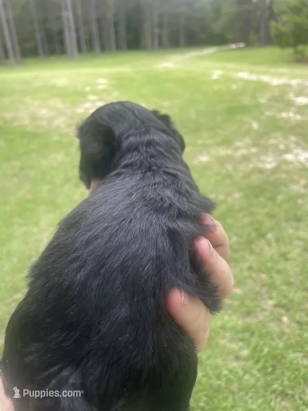 Echo – Schnoodle puppy for sale in Millen, GA