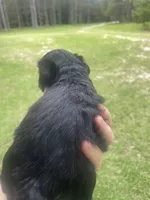 Echo, a female Schnoodle for sale in Millen, GA – 1 of 8