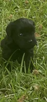 Echo, a female Schnoodle for sale in Millen, GA – 7 of 8