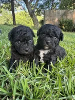 Lexi, a female Poodle - Miniature  for sale in Millen, GA – 4 of 6