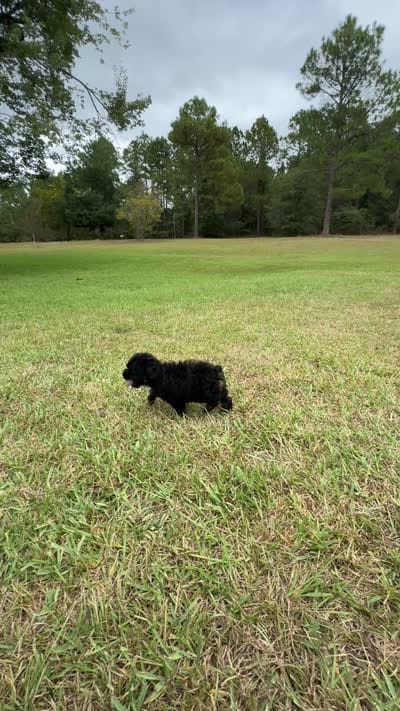 Ranger- Mini Schnoodle, a male Schnoodle for sale in Millen, GA – 10 of 10