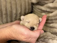 Iris, a female Schnoodle for sale in Millen, GA – 2 of 4
