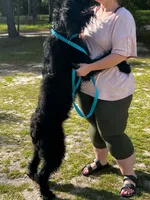 Rhea, a female Giant Schnauzer for sale in Millen, GA – 8 of 9