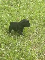 Echo, a female Schnoodle for sale in Millen, GA – 4 of 8