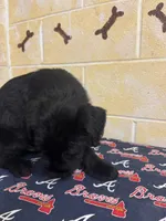 Chipper, a male Giant Schnauzer for sale in Millen, GA – Photo 6 of 10