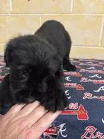 Chipper, a male Giant Schnauzer for sale in Millen, GA – Photo 5 of 10