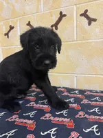 Chipper, a male Giant Schnauzer for sale in Millen, GA – Photo 2 of 10
